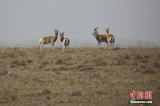 青海湖畔极度濒危物种普氏原羚数量创历年新高