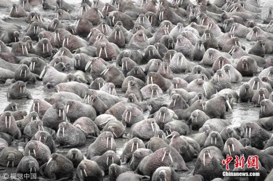 资料图：在美国阿拉斯加州阿留申群岛，海冰融化迫使成千上万的海象聚集海岸。 图片来源：视觉中国