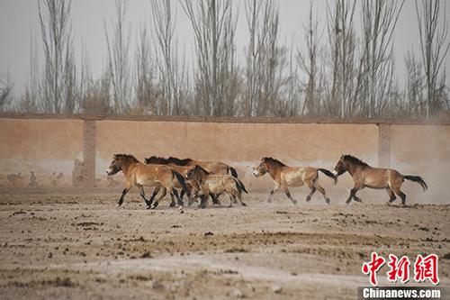 新疆天山野生动物园寻马记