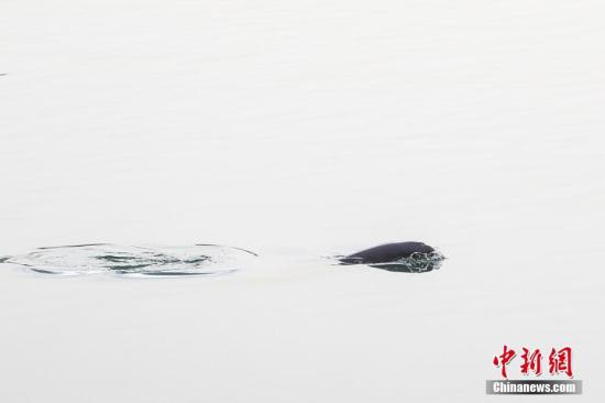 4月6日，湖北宜昌长江江段，数头江豚在过往江轮的周围追逐食物，自由嬉戏。长江江豚是国家一级保护动物，已被列入《世界自然保护联盟》(IUCN) 红色名录极危物种。此段长江属中华鲟自然保护区，从今年1月1日零时起，长期常年全面禁渔，渔业资源回升，江豚食物充足。加上当地政府拆除沿江化工厂、畜禽养殖场、沿江砂场，进行大力度生态修复，长江生态环境明显改善。 汪军 摄