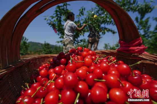 资料图：果农在采摘樱桃。时/p中新社记者 贺俊怡 摄