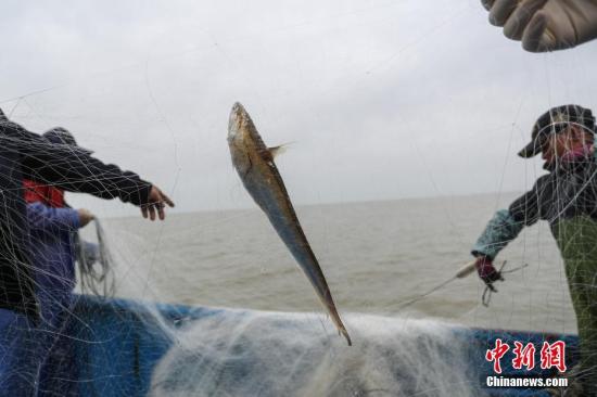 农业农村部发布通告回应长江刀鱼将正式禁捕：已严重过度捕捞