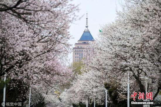 2018年4月23日，在位于长春的吉林大学南岭校区，几百株杏花悄然绽放，各色花朵爬满枝头，错落有致、美不胜收，一阵微风吹过，淡淡的芬芳扑鼻而来。 图片来源：视觉中国