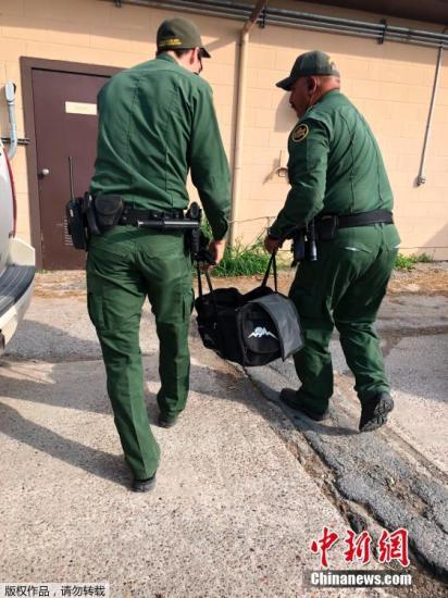 当地时间4月30日，美国边境巡逻人员在德州布朗斯维尔发现三名手提黑色行李袋，试图非法进入美国德州境内的可疑人员。他们随后弃袋返回墨西哥。巡逻人员在袋中发现了一只3到4个月大，可能被麻醉了的雄性虎崽。随后老虎被移交给了当地动物园。