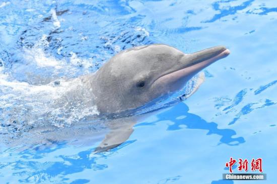珠江口中华白海豚累计识别2381头
