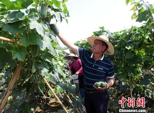 资料图。中新社记者 杨志雄 摄