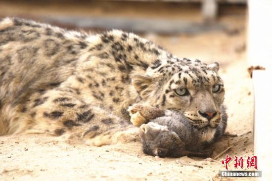 中国-欧盟生物多样性官员：关注雪豹更应关注整个生态系统