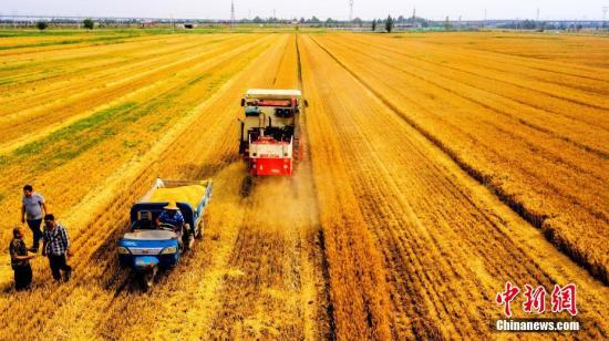 Harvest in Shandong Province.（Photo/China News Service）