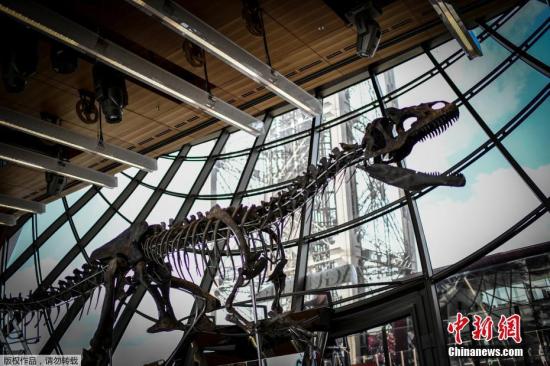 近日，法国巴黎，一具侏罗纪时期的恐龙化石即将拍卖。据悉，这具恐龙骨骼长8.7米，高2.6米，于2013年在美国怀俄明州被发现，化石年代超过了1.5亿年。这只恐龙的品种至今还有待研究和命名，其骨骼标本有望以120万至180万欧元左右(约合人民币898万至1348万元)的价格拍卖成交。
