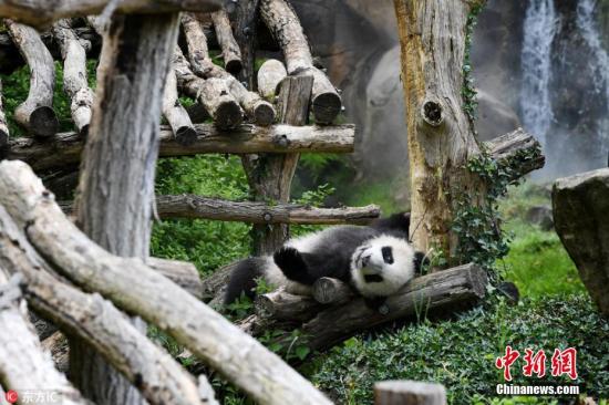 Chengdu ready to welcome giant panda from France