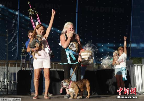 当地时间2018年6月23日，美国加州佩塔卢马，2018年“世界最丑狗”评选活动在当地举行，来自美国明尼苏达州的英国斗牛犬Zsa Zsa最终“丑压群犬”，登上冠军宝座，赢得1500美元奖金。