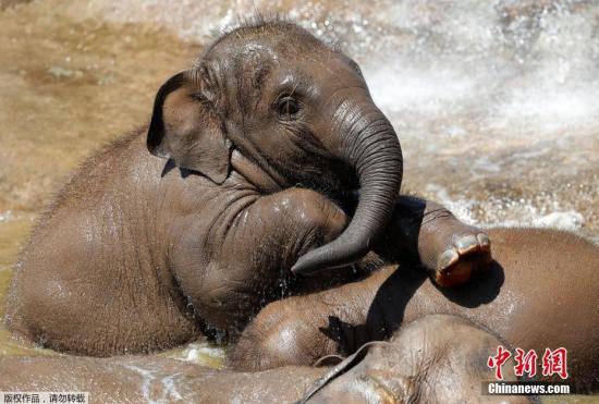 云南景讷三头野生亚洲象被困蓄水池 两头脱困一头死亡