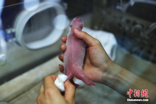 工作人员在护理新生的大熊猫宝宝。崔凯 摄