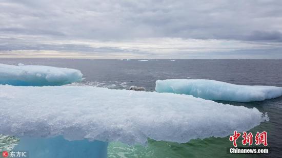 资料图：北极冰山裂成小块，北极狐被困在了上面。 图片来源：东方IC 版权作品 请勿转载