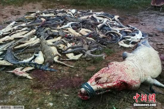 近日，一群村民在印尼西巴布亚省的一个鳄鱼养殖场内杀死了近300只鳄鱼。这次屠杀被认为是为当地一名男子的复仇行动，该男子于不久前被一只鳄鱼杀死。当地官员和警方表示，他们无法阻止袭击，现在可能会就村民的行为提出指控，他们或将面临罚款或监禁。据悉，上周五早上，一位村民在附近一家鳄鱼养殖场的繁殖场所采集蔬菜时被杀。印尼西巴布亚自然资源保护机构的负责人说：“一名员工听到有人尖叫求救，很快就去了那里，看到一只鳄鱼在袭击某人。”在周六的葬礼之后，数百名愤怒的当地人带着刀、铲子、锤子和棍棒来到了鳄鱼养殖场。他们先是袭击了鳄鱼农场的办公室，然后又屠杀了292只爬行动物。另据了解，该农场拥有经营许可证，以培育...