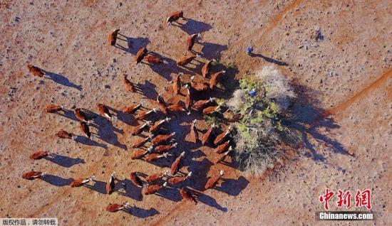 资料图：当地时间2018年6月3日，在澳大利亚新南威尔士冈尼达镇西部，一位农民将干枯的树枝砍掉喂牛。