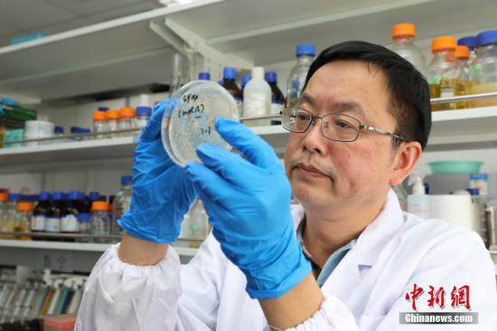 “人造生命”重大突破中国科学家首创人造单染色体真核细胞