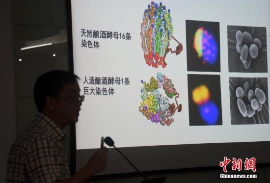 “人造生命”重大突破中国科学家首创人造单染色体真核细胞