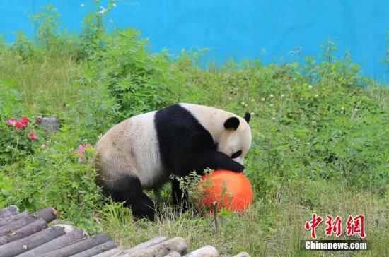 资料图：大熊猫。邱海鹰 摄