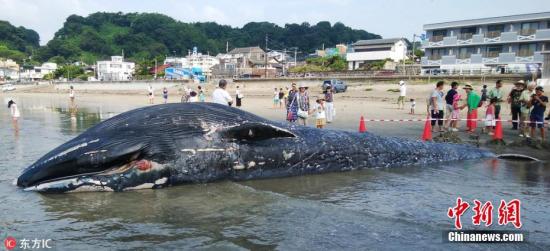 资料图：一具鲸鱼尸体被冲至日本镰仓市一处海滩。图片来源：东方IC 版权作品 请勿转载