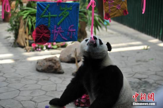 中国加快建设大熊猫国家公园面积逾2.7万平方公里