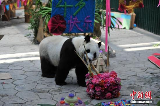 8月10日是大熊猫兄弟浦浦、发发的4周岁生日，沈阳森林动物园在熊猫馆为两兄弟举办生日会。图为发发在玩耍。 中新社记者 于海洋 摄