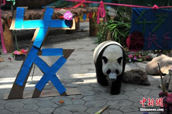 8月10日是大熊猫兄弟浦浦、发发的4周岁生日，沈阳森林动物园在熊猫馆为两兄弟举办生日会。 中新社记者 于海洋 摄