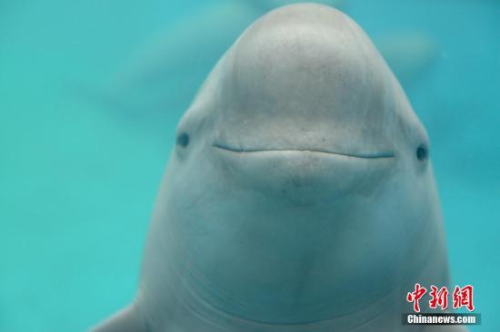 国家重点保护野生动物名录调整 长江江豚等升为一级
