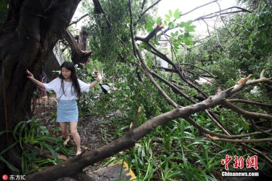 资料图：强台风“山竹”致树木坍塌。肖任物 摄 图片来源：东方IC 版权作品 请勿转载
