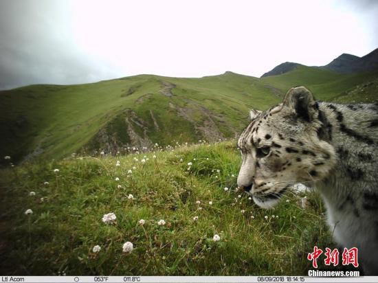 资料图：青海省玉树藏族自治州曲麻莱县人民政府和山水自然保护中心联合发布了一组雪豹监测照片。山水自然保护中心供图
