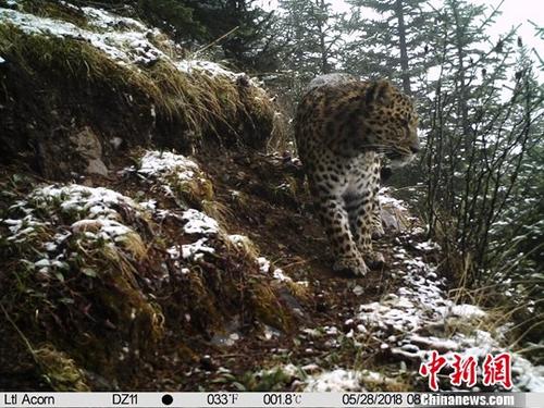 监测显示青川藏三省区交界处至少发现9只金钱豹