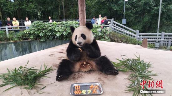 大熊猫享用月饼。</p><p>钟欣 摄