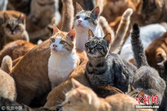 当地时间2018年9月27日，日本爱媛县大洲市青岛上的猫。青岛是日本著名的猫岛。图片来源：视觉中国