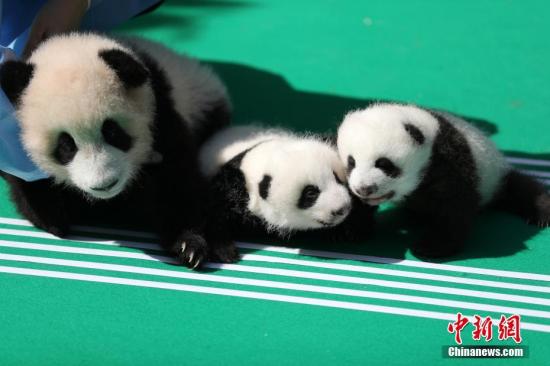 Giant panda cubs are on display during a public event at the Chengdu Research Base of Giant Panda Breeding in Chengdu city, Sichuan Province, on Sept. 28, 2018.  (Photo/China News Service)