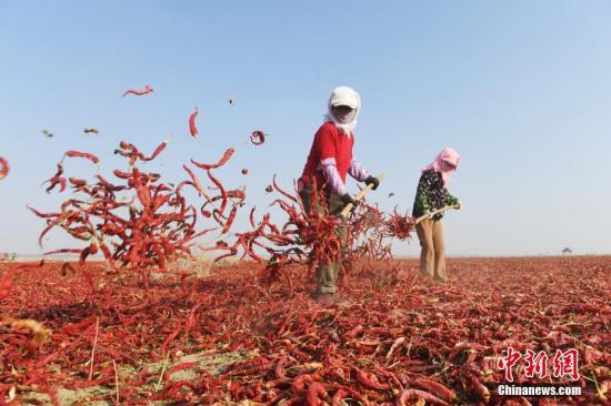资料图:祁连山下的甘肃高台县合黎镇800亩辣椒晒场如“红色海洋”,辣椒种植和加工已成为当地农民致富增收的特色产业。 <a target='_blank' href='http://www.chinanews.com/'>中新社</a>记者 杨艳敏 摄 资料图:祁连山下的甘肃高台县合黎镇800亩辣椒晒场如“红色海洋”,辣椒种植和加工已成为当地农民致富增收的特色产业。 <a target='_blank' href='http://www.chinanews.com/'>中新社</a>记者 杨艳敏 摄