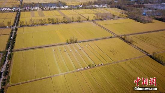 田园一片金黄，如同铺上一层黄色的地毯。孟德龙 摄