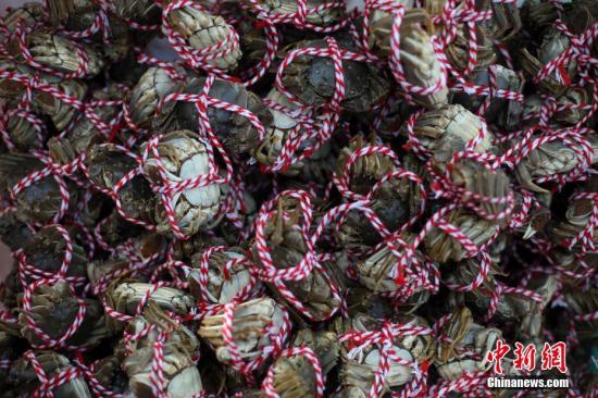 资料图片：一只只张牙舞爪的大闸蟹被捆起来后变得“服服帖帖”。/p中新社记者 泱波 摄