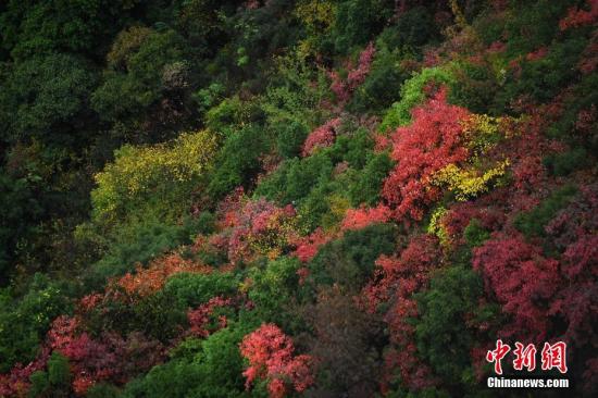 　11月17日，三峡库区重庆巫山神女景区内漫山遍野的树叶五彩斑斓。 
陈超 摄