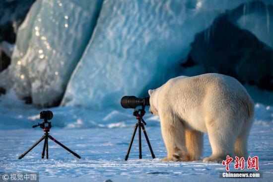 资料图：北极熊。图片来源：视觉中国