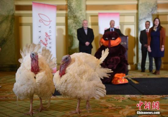 当地时间11月19日，两只将被美国总统特朗普赦免的2018年“感恩节幸运火鸡”亮相华盛顿。这两只分别名为“豌豆仔”(Peas)和“萝卜丝”(Carrots)的雄性火鸡，由全美火鸡协会(The National Turkey Federation，NTF)赠送给白宫。年度总统赦免火鸡仪式将于当地时间11月20日在白宫玫瑰花园举行。<a target='_blank' href='http://www.chinanews.com/'>中新社</a>记者 陈孟统 摄