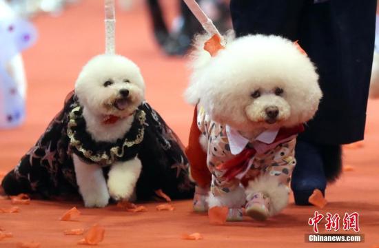 资料图：11月24日，在南京国际博览中心举办的2018年中国(南京)宠物文化节上，近百只不同品种的狗狗走上红地毯参加集体婚礼“喜结良缘”。 中新社记者 泱波 摄