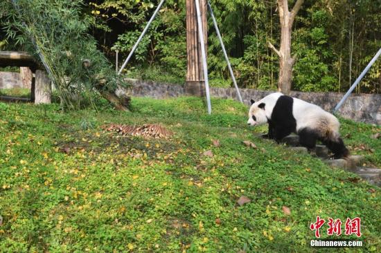 海归大熊猫“高高”在新家玩耍。 李传有 摄
