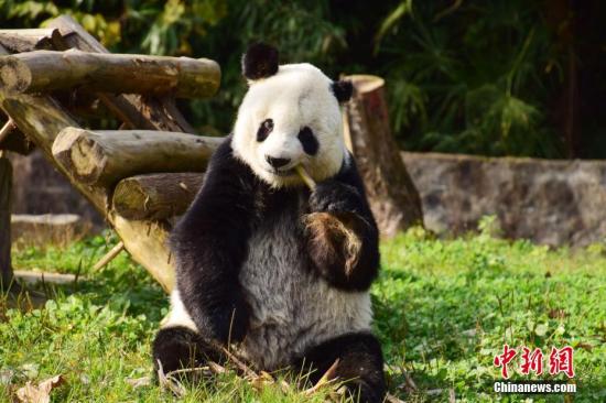 12月3日，中国大熊猫保护研究中心海归大熊猫“高高”结束回国后隔离检疫，与媒体见面。大熊猫“高高”系雄性，谱系号415，1992年在野外被救助，被救助时约2岁，于2003年6月旅居美国圣地亚哥动物园。图为大熊猫“高高”在享用美食。 李传有 摄