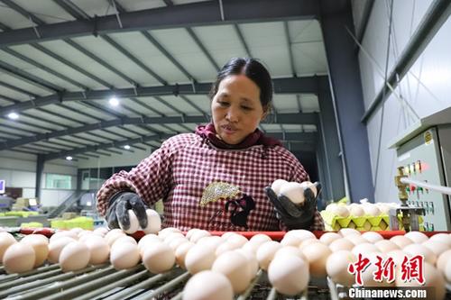 台湾现鸡蛋荒 每日“南蛋北送”40万颗供应需求