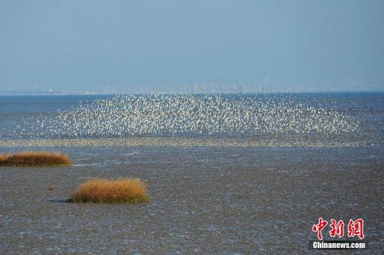 黄（渤）海候鸟栖息地申遗区域保护地联盟在江苏盐城成立
