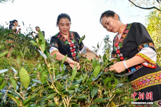 1月8日,位于海南岛中部的五指山地区正迎来“早春茶”开采时节。在五指山山脚下水满乡各茶园的茶农正忙碌着采摘2019年的首批“早春茶”。图为身着黎族服饰的黎族姑娘采茶。中新社记者 骆云飞 摄 1月8日,位于海南岛中部的五指山地区正迎来“早春茶”开采时节。在五指山山脚下水满乡各茶园的茶农正忙碌着采摘2019年的首批“早春茶”。图为身着黎族服饰的黎族姑娘采茶。中新社记者 骆云飞 摄