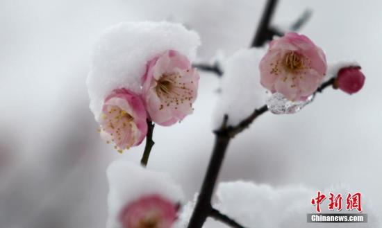 图为傲雪而放的梅花。 孟德龙 摄