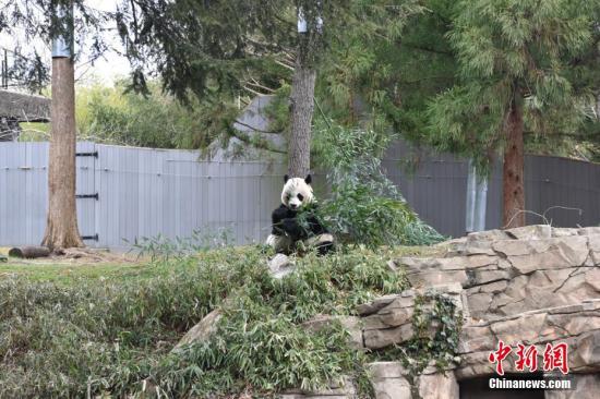 当地时间2月23日，居住在美国华盛顿史密斯索尼娅国家动物园的三只大熊猫迎来“新家”。动物园为它们举办了盛大的聚会，吸引众多美国民众前来参加。<a target='_blank' href='http://www.chinanews.com/'>中新社</a>记者 沙晗汀 摄