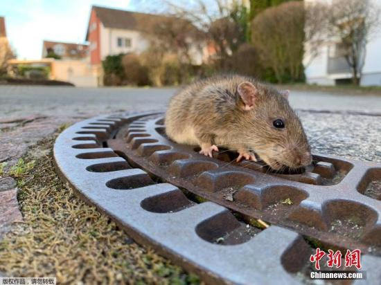 2月27日消息，德国一街道的下水井盖卡住了一只小老鼠。当地多名消防员出动，掀开下水道井盖营救这个小家伙。