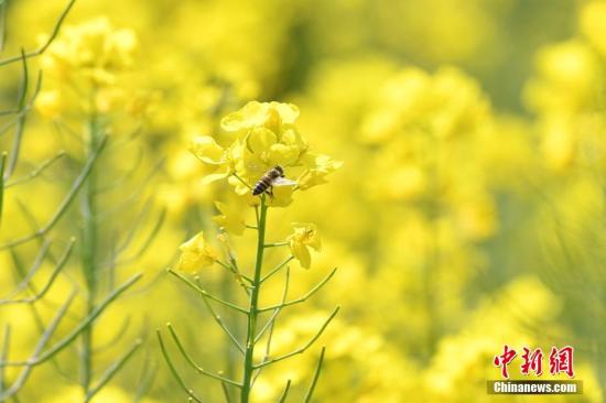 资料图：蜜蜂在为油菜花授粉。/p中新社记者 刘冉阳 摄